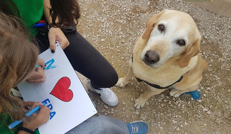 Humanymal_Terapia_Asistida_con_Perros_2